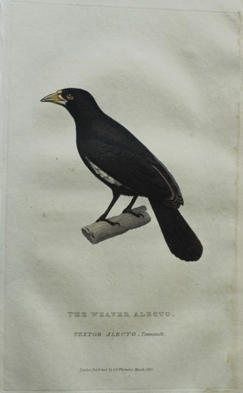 Baron Cuvier - The Weaver Alecto 1829: This antique engraving is from the English edition of The Animal Kingdom by Baron Georges Cuvier. Published by GB Whittaker & Co, London 1828-29.Artists who contributed to this work were Landseer, Sow
