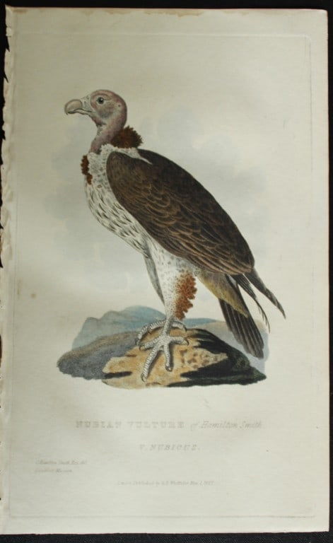 Baron Cuvier - The Nubian Vulture 1829: This antique engraving is from the English edition of The Animal Kingdom by Baron Georges Cuvier. Published by GB Whittaker & Co, London 1828-29.Artists who contributed to this work were Landseer, Sow