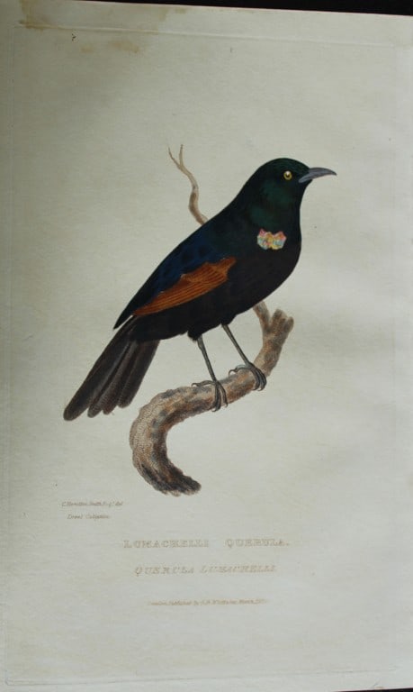 Baron Cuvier - The Lumachelli Querula 1829: This antique engraving is from the English edition of The Animal Kingdom by Baron Georges Cuvier. Published by GB Whittaker & Co, London 1828-29.Artists who contributed to this work were Landseer, Sow
