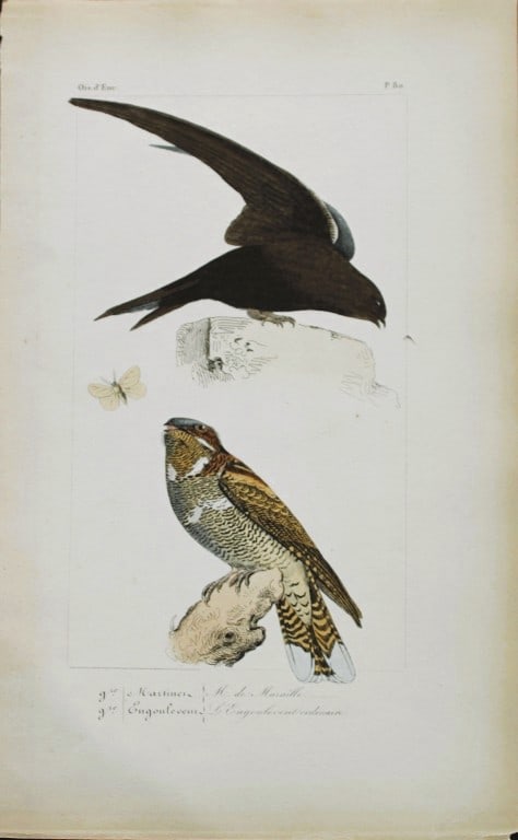 Charles Lemaire - Martin and Nightjar from Birds of Europe 1864: This beautiful print is from Histoire Naturelle des Oiseaux d'Europe by Charles Lemaire. Published in Paris 1864. The brilliant hand coloured plates, engraved by the Pauquet brothers, depict popular b