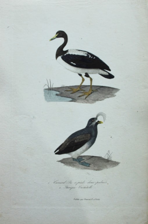 Charles Lemaire - Magpie Goose and Crested Auk from Exotic Birds 1836: This beautiful print is from the first edition of the Histoire Naturelle des Oiseaux Exotiques by Florent Prevost and Charles Lemaire. Published by Pauquet, Paris, 1836. The engravers for this work we