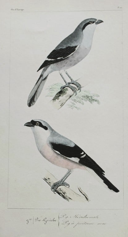 Charles Lemaire - Shrikes from Birds of Europe 1864: This beautiful print is from Histoire Naturelle des Oiseaux d'Europe by Charles Lemaire. Published in Paris 1864. The brilliant hand coloured plates, engraved by the Pauquet brothers, depict popular b