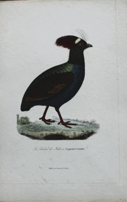 Rene Lesson - Crested Partridge 1838: This hand coloured copperplate engraving is from Complements de Buffon by Ren? Primev?re Lesson. Published by Pourrat Freres, Paris 1838. Size: 9.75in x 6.5in (25cm x 16.5cm)