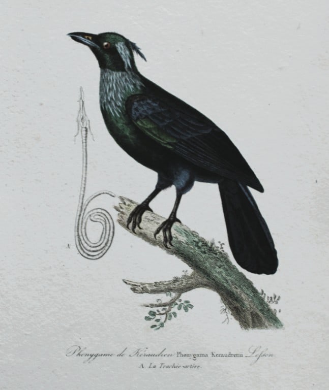 Rene Lesson - Trumpet Manucode 1838: This hand coloured copperplate engraving is from Complements de Buffon by Ren? Primev?re Lesson. Published by Pourrat Freres, Paris 1838. Size: 9.75in x 6.5in (25cm x 16.5cm)