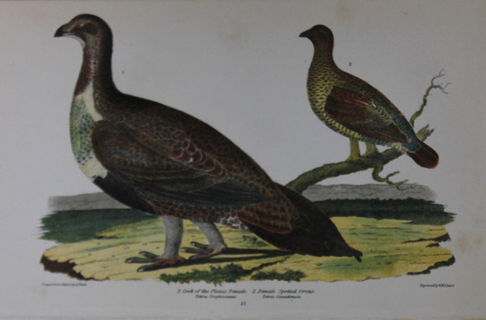 A Wilson and Bonaparte - Print of Spotted Grouse 1877: This chromolithographic print engraved by WH Lizar is from American Ornithology or, The Natural History of the Birds of the United States by Alexander Wilson and Prince Charles Lucian Bonaparte. Publi