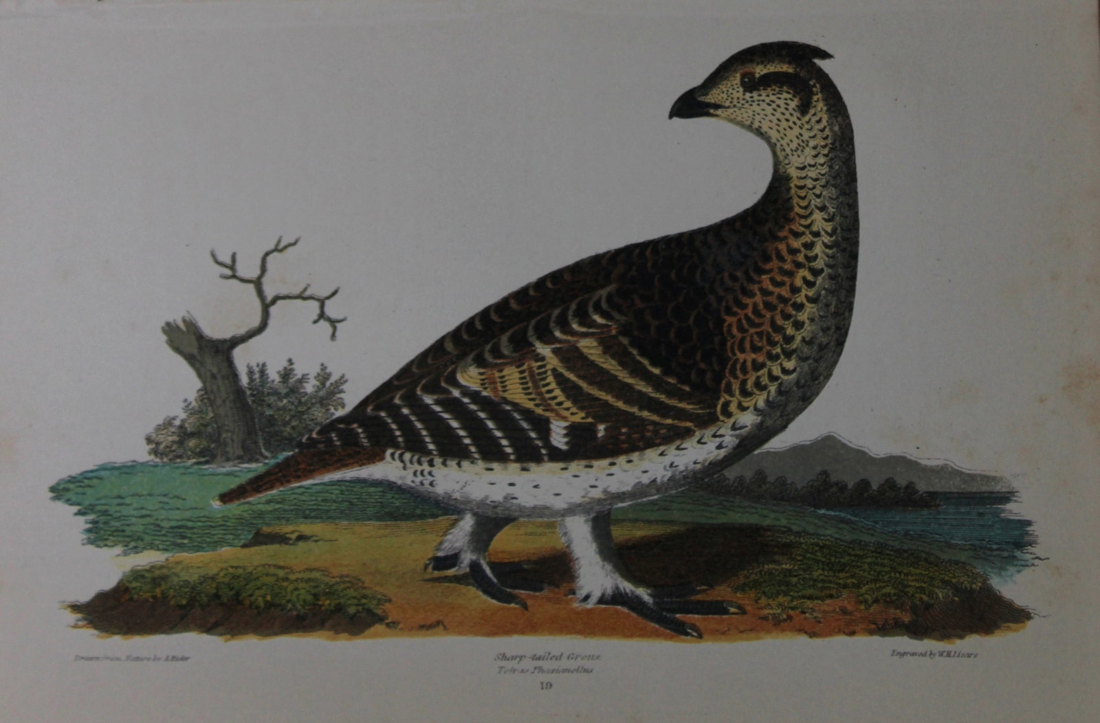A Wilson and Bonaparte - Print of Sharp-tailed Grouse 1877: This chromolithographic print engraved by WH Lizar is from American Ornithology or, The Natural History of the Birds of the United States by Alexander Wilson and Prince Charles Lucian Bonaparte. Publi