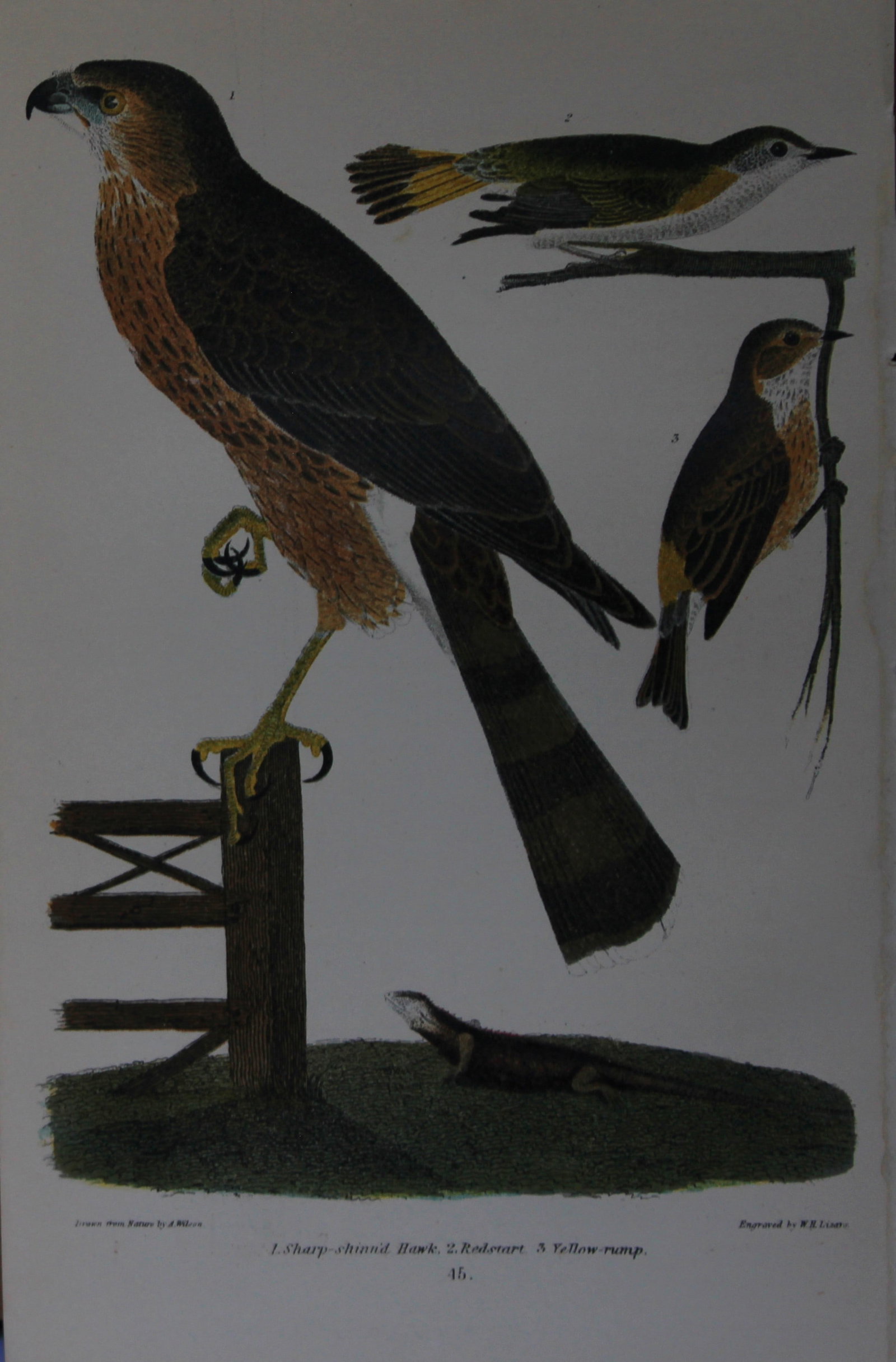 A Wilson and Bonaparte - Print of Hawk, Redstart and Yellowrump 1877: This chromolithographic print engraved by WH Lizar is from American Ornithology or, The Natural History of the Birds of the United States by Alexander Wilson and Prince Charles Lucian Bonaparte. Publi