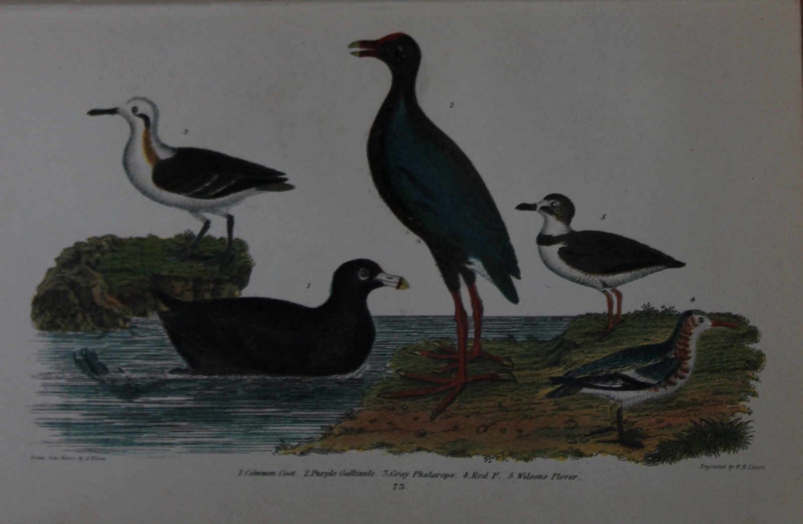 A Wilson and Bonaparte - Print of Coot, Phalaropes, Gallinule and Plover 1877: This chromolithographic print engraved by WH Lizar is from American Ornithology or, The Natural History of the Birds of the United States by Alexander Wilson and Prince Charles Lucian Bonaparte. Publi