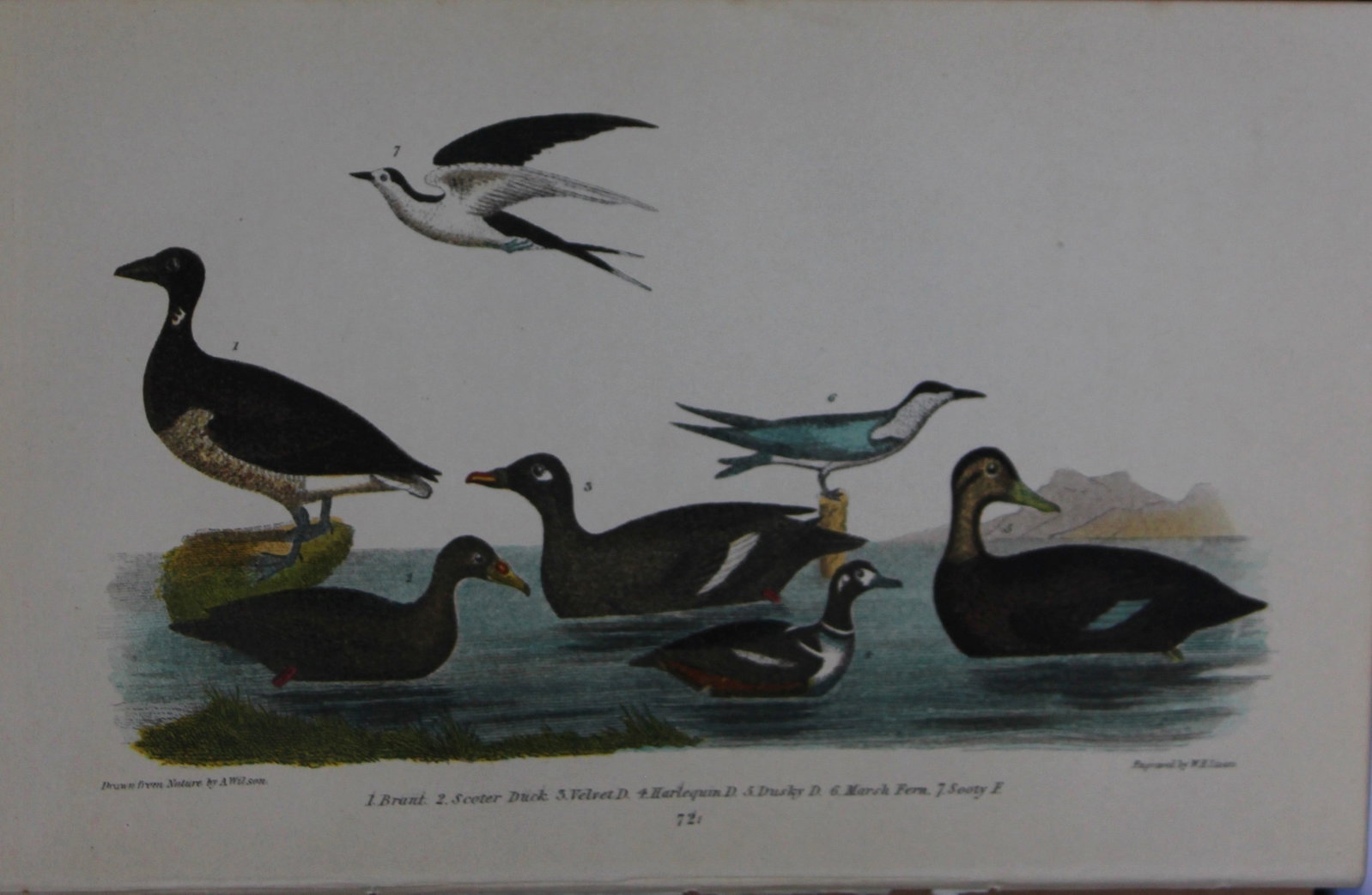 A Wilson and Bonaparte - Print of Ducks 1877: This chromolithographic print engraved by WH Lizar is from American Ornithology or, The Natural History of the Birds of the United States by Alexander Wilson and Prince Charles Lucian Bonaparte. Publi