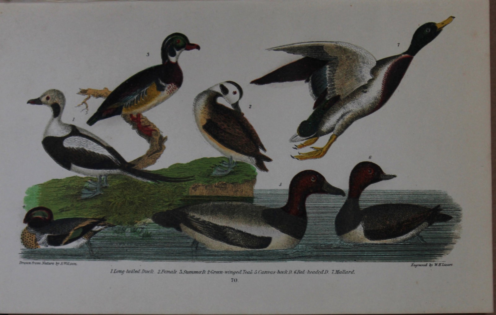 A Wilson and Bonaparte - Print of Ducks 1877: This chromolithographic print engraved by WH Lizar is from American Ornithology or, The Natural History of the Birds of the United States by Alexander Wilson and Prince Charles Lucian Bonaparte. Publi