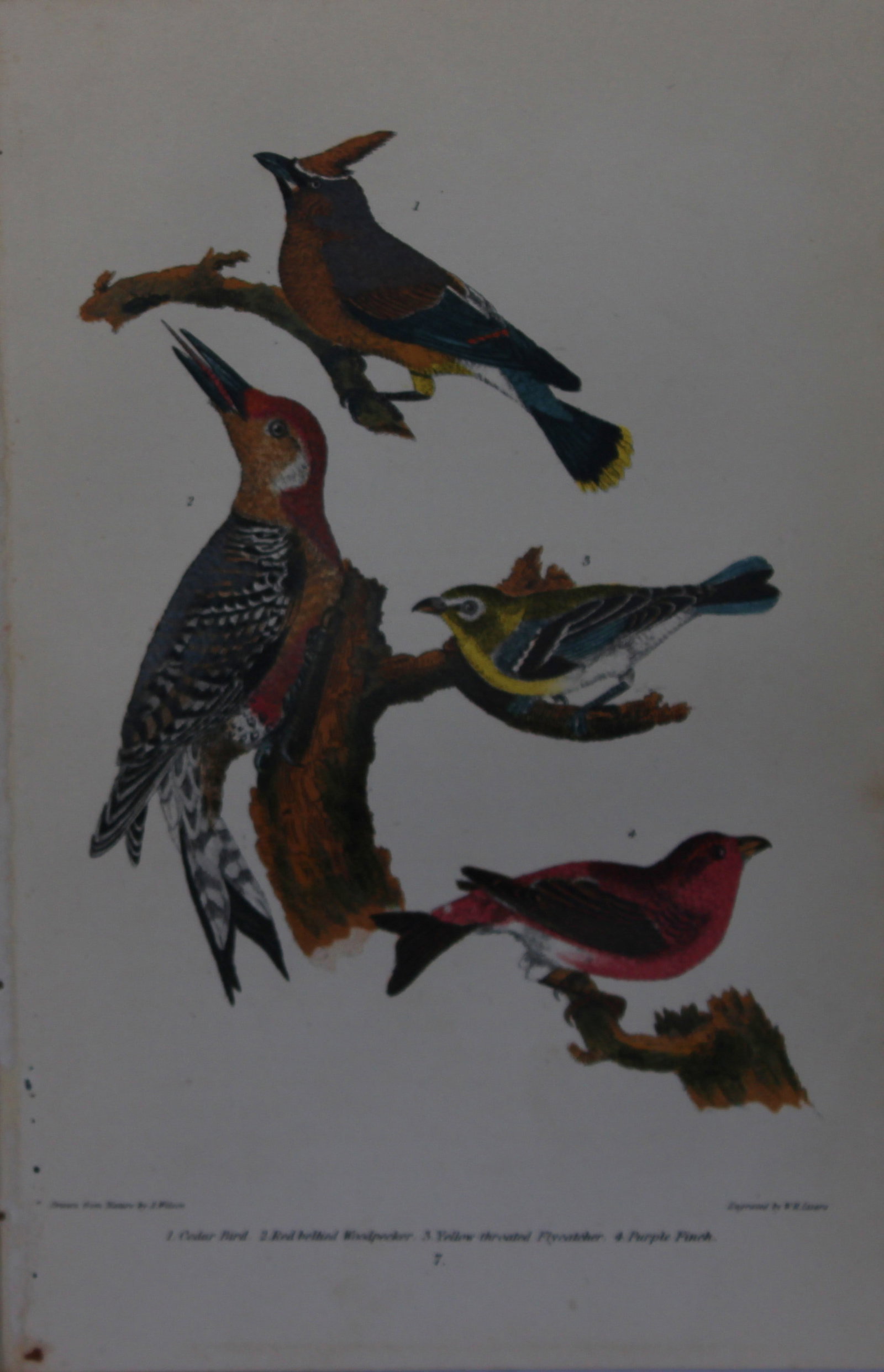 A Wilson and Bonaparte - Print of Woodpecker, Finch and Flycatcher 1877: This chromolithographic print engraved by WH Lizar is from American Ornithology or, The Natural History of the Birds of the United States by Alexander Wilson and Prince Charles Lucian Bonaparte. Publi