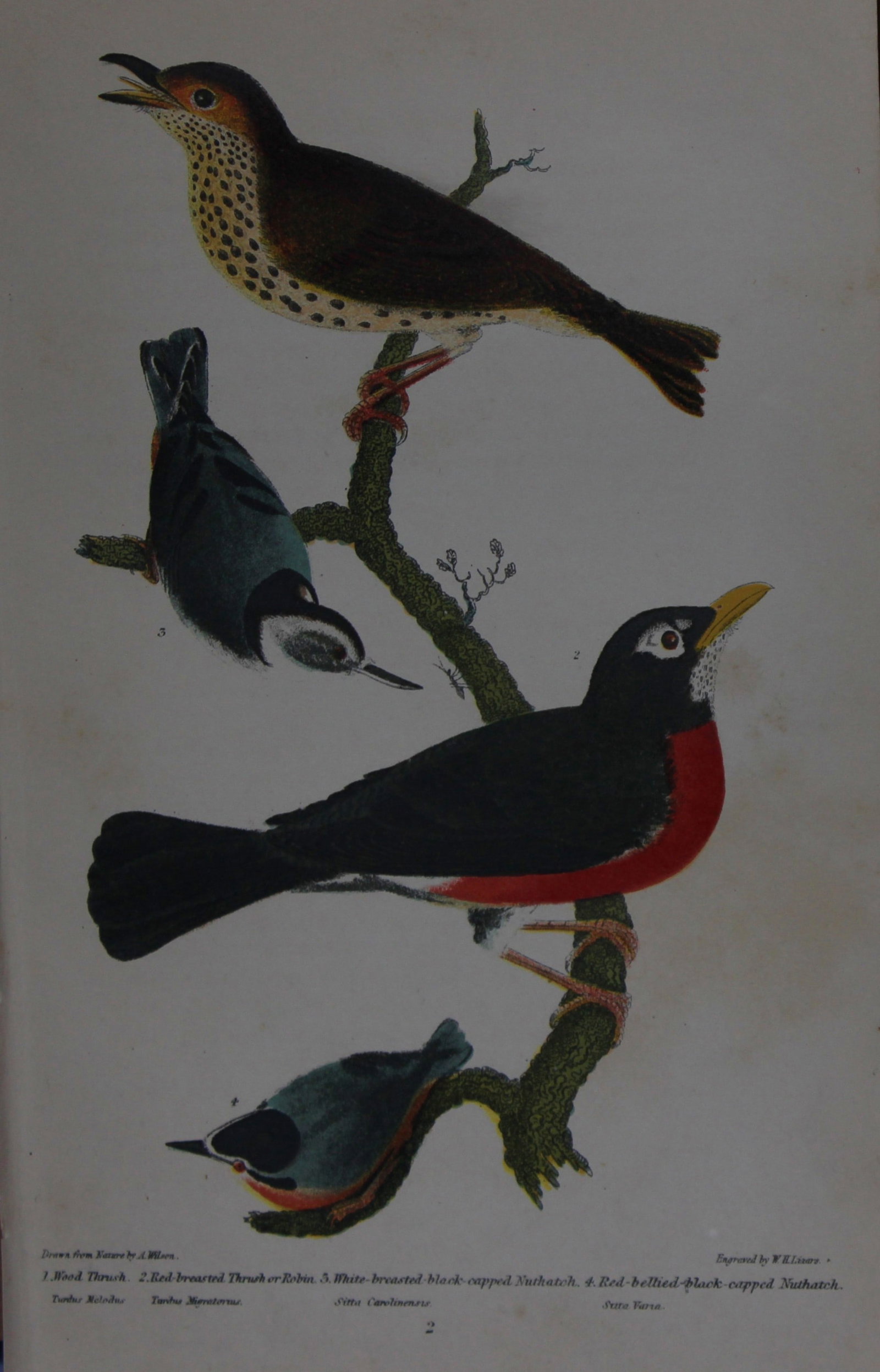 A Wilson and Bonaparte - Print of Thrush, Robin and Nuthatches 1877: This chromolithographic print engraved by WH Lizar is from American Ornithology or, The Natural History of the Birds of the United States by Alexander Wilson and Prince Charles Lucian Bonaparte. Publi