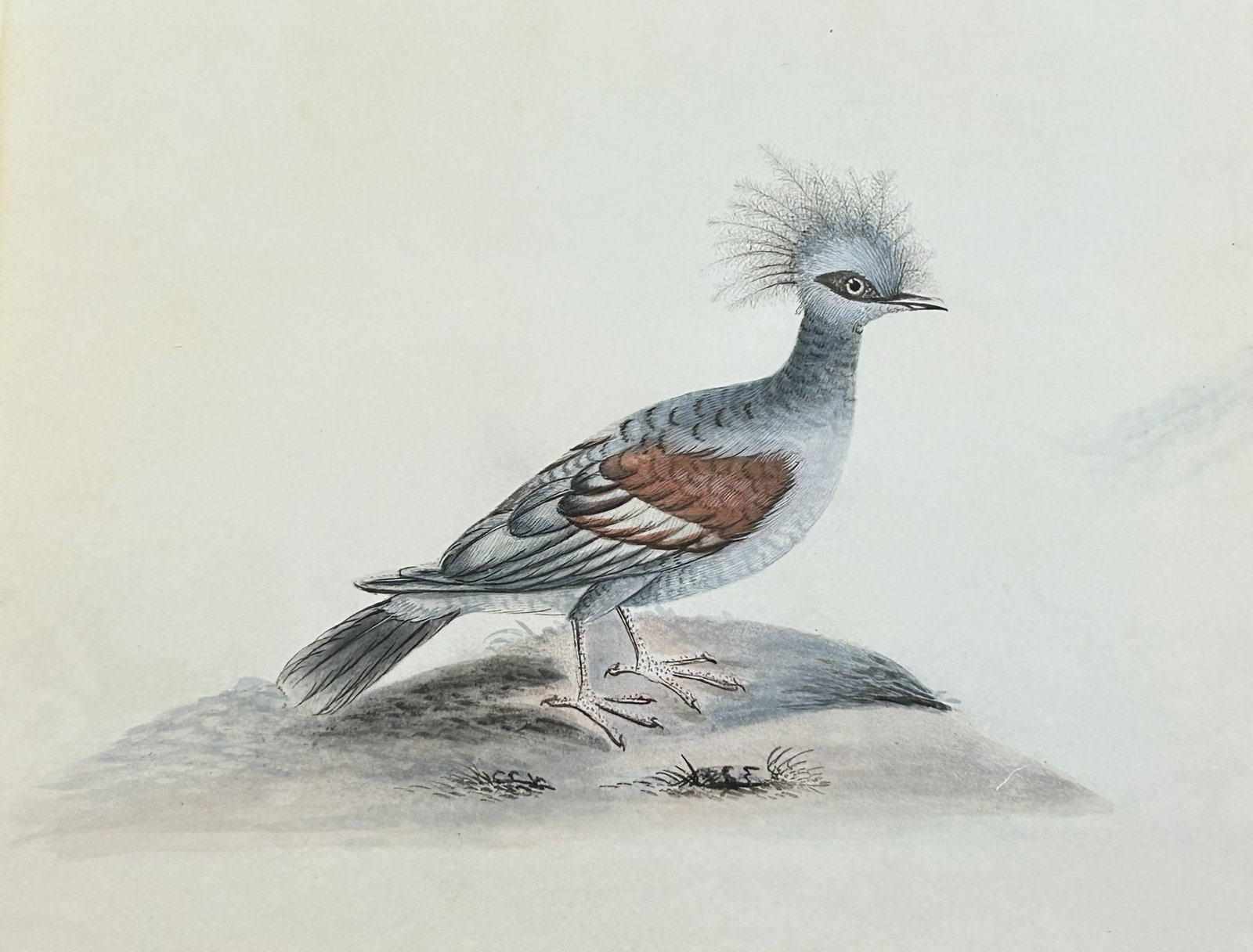 William Hayes - Hand-coloured engraving of Great Crowned Indian Pigeon 1817: This hand-coloured engraving is from Portraits of the Curious Exotic Birds, which formerly composed the Osterly Menagerie by William Hayes. Published by William Bulmer and Co., London: 1817 This serie