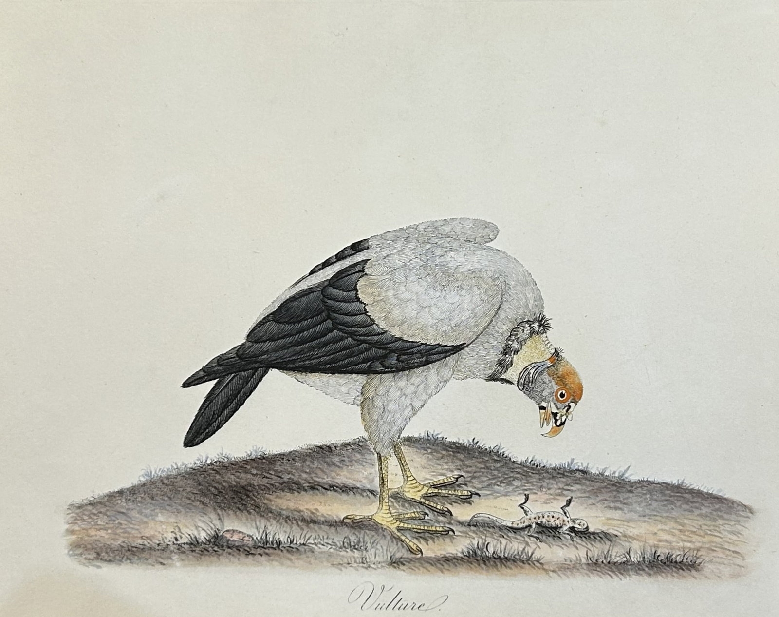 William Hayes - Hand-coloured engraving of Vulture 1817: This hand-coloured engraving is from Portraits of the Curious Exotic Birds, which formerly composed the Osterly Menagerie by William Hayes. Published by William Bulmer and Co., London: 1817 This serie