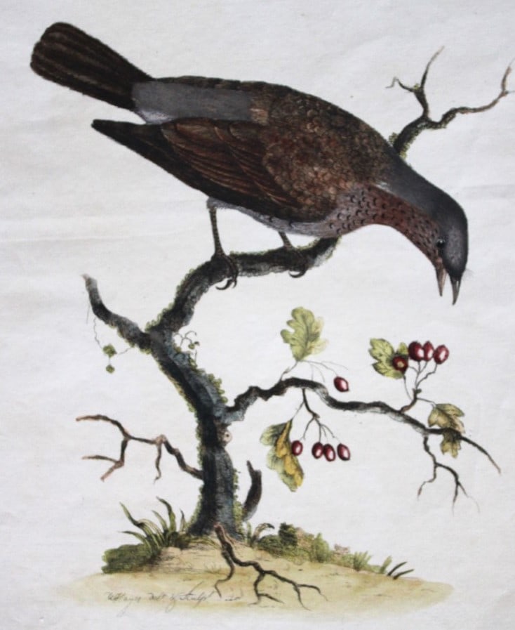 William Hayes - Hand-coloured engraving of Fieldfare 1775: This etching of the Fieldfare is from A Natural History of British Birds with their Portraits, accurately drawn, and beautifully coloured from nature by William Hayes. Printed for S. Hooper, London 17
