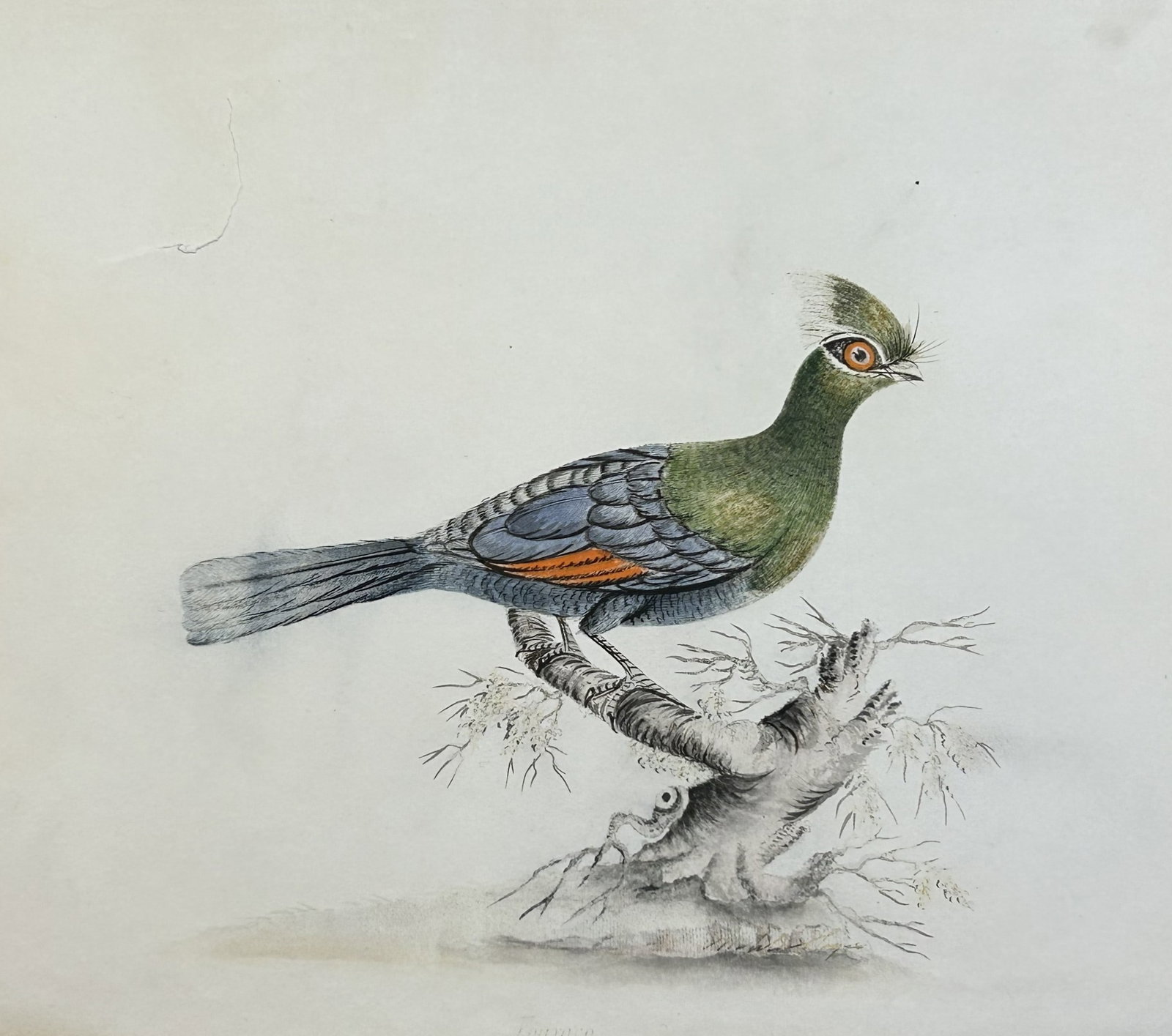 William Hayes - Hand-coloured engraving of Touraco 1817: This hand-coloured engraving is from Portraits of the Curious Exotic Birds, which formerly composed the Osterly Menagerie by William Hayes. Published by William Bulmer and Co., London: 1817 This serie