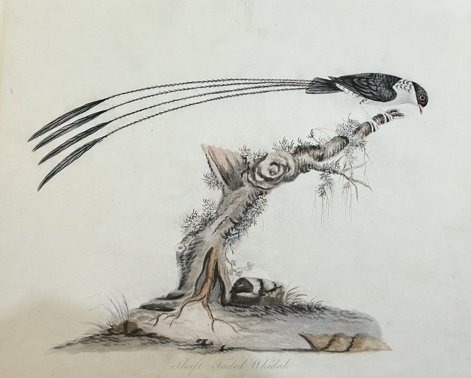 William Hayes - Hand-coloured engraving of Shaft-tailed Whidah 1817: This hand-coloured engraving is from Portraits of the Curious Exotic Birds, which formerly composed the Osterly Menagerie by William Hayes. Published by William Bulmer and Co., London: 1817 This serie