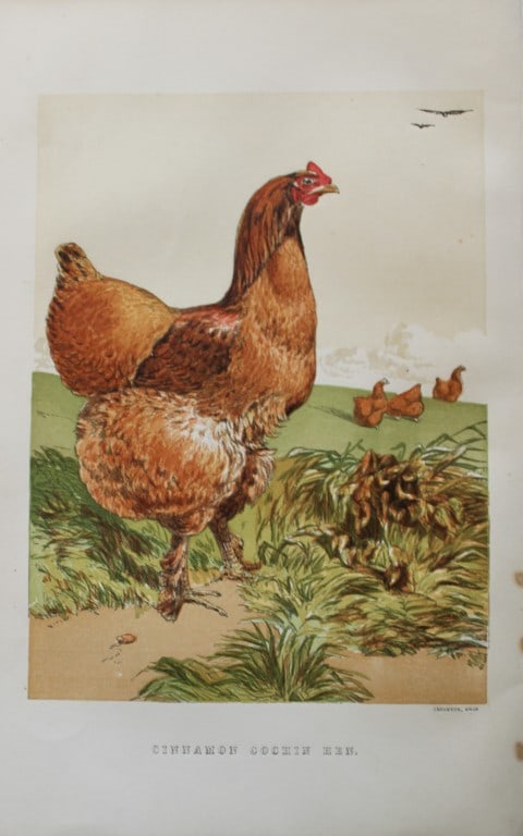 Harrison Weir - Cinnamon Cochin Hen 1867: This chromolithograph is after a drawing by Harrison Weir and is from The Poultry Book by WB Tegetmeier, published by George Routledge and Sons, London 1867. Size: 11in x 7.5in (28cm x 19cm)