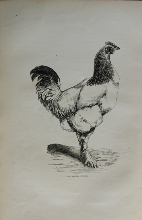 Harrison Weir - 8 uncoloured poulty prints 1867 (1 of 8)