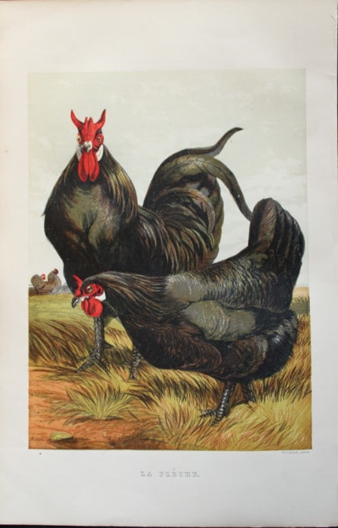 Harrison Weir - La Fleche Chickens 1867: This chromolithograph is after a drawing by Harrison Weir and is from The Poultry Book by WB Tegetmeier, published by George Routledge and Sons, London 1867. Size: 11in x 7.5in (28cm x 19cm)