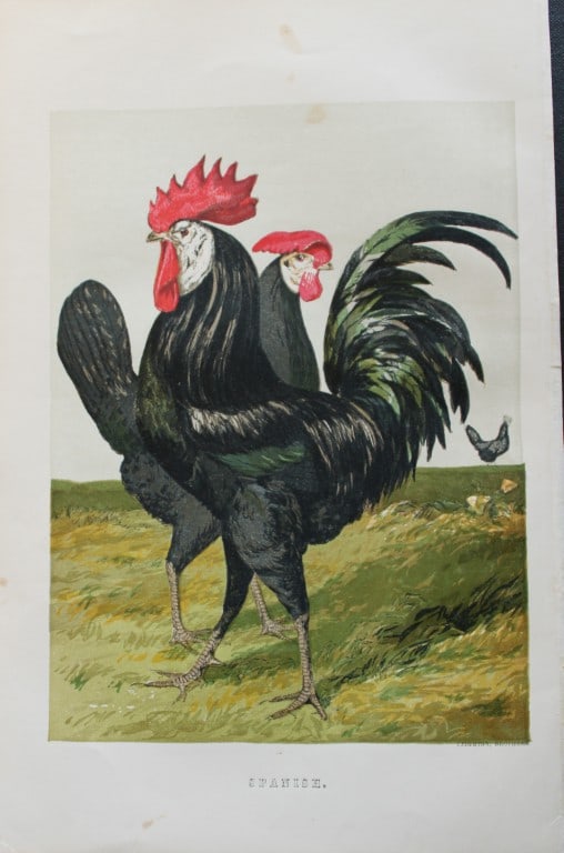 Harrison Weir - Spanish 1867: This chromolithograph is after a drawing by Harrison Weir and is from The Poultry Book by WB Tegetmeier, published by George Routledge and Sons, London 1867. Size: 11in x 7.5in (28cm x 19cm)