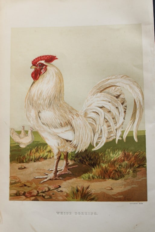 Harrison Weir - White Dorking 1867: This chromolithograph is after a drawing by Harrison Weir and is from The Poultry Book by WB Tegetmeier, published by George Routledge and Sons, London 1867. Size: 11in x 7.5in (28cm x 19cm)