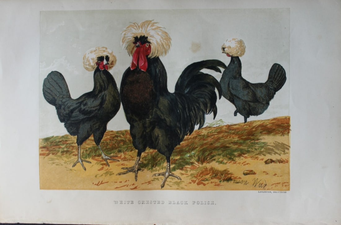 Harrison Weir - White Crested Black Polish 1867: This chromolithograph is after a drawing by Harrison Weir and is from The Poultry Book by WB Tegetmeier, published by George Routledge and Sons, London 1867. Size: 11in x 7.5in (28cm x 19cm)