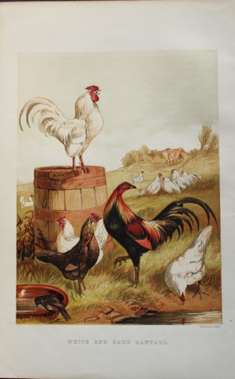 Harrison Weir - White and Game Bantams 1867: This chromolithograph is after a drawing by Harrison Weir and is from The Poultry Book by WB Tegetmeier, published by George Routledge and Sons, London 1867. Size: 11in x 7.5in (28cm x 19cm)