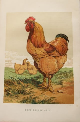 Harrison Weir - Buff Cochin Cockerel 1867: This chromolithograph is after a drawing by Harrison Weir and is from The Poultry Book by WB Tegetmeier, published by George Routledge and Sons, London 1867. Size: 11in x 7.5in (28cm x 19cm)
