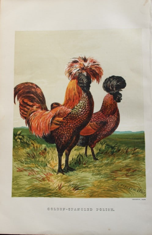 Harrison Weir - Golden Spangled Polish 1867: This chromolithograph is after a drawing by Harrison Weir and is from The Poultry Book by WB Tegetmeier, published by George Routledge and Sons, London 1867. Size: 11in x 7.5in (28cm x 19cm)