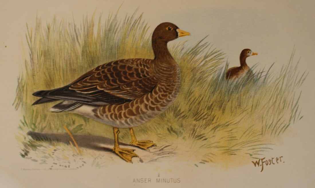W Foster - Dwarf Goose from Indian Game Birds 1879: This chromolithograph is from The Game Birds of India, Burma & Ceylon by Allan Octavian Hume and Charles Henry Tilson Marshall. Published Calcutta 1879. This work provides a fine collection of chromol