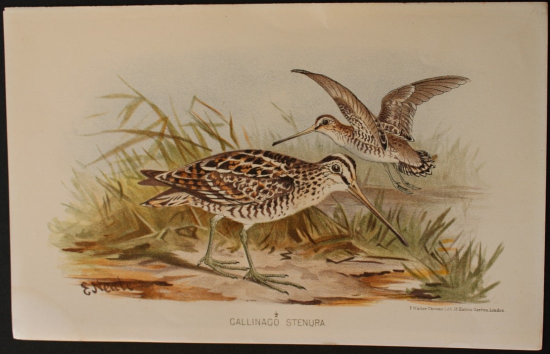 E Neale - Pintail Snipe from Indian Game Birds 1879: This chromolithograph is from The Game Birds of India, Burma & Ceylon by Allan Octavian Hume and Charles Henry Tilson Marshall. Published Calcutta 1879. This work provides a fine collection of chromol