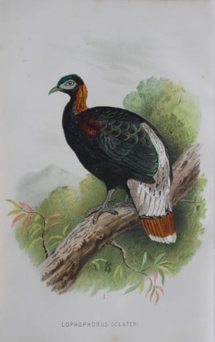 W Foster - Crestless Moonal from Game Birds of India, Burmah and Ceylon 1879: This chromolithograph is from The Game Birds of India, Burma & Ceylon by Allan Octavian Hume and Charles Henry Tilson Marshall. Published Calcutta 1879. This work provides a fine collection of chromol