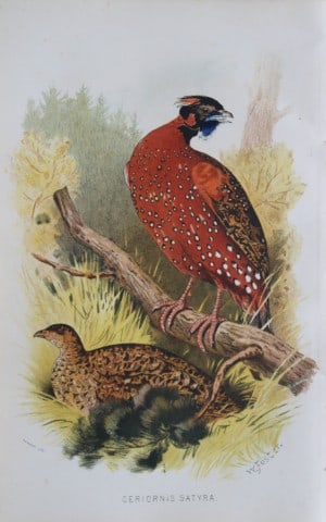 W Foster - Indian Tragopan from Game Birds of India, Burmah and Ceylon 1879: This chromolithograph is from The Game Birds of India, Burma & Ceylon by Allan Octavian Hume and Charles Henry Tilson Marshall. Published Calcutta 1879. This work provides a fine collection of chromol