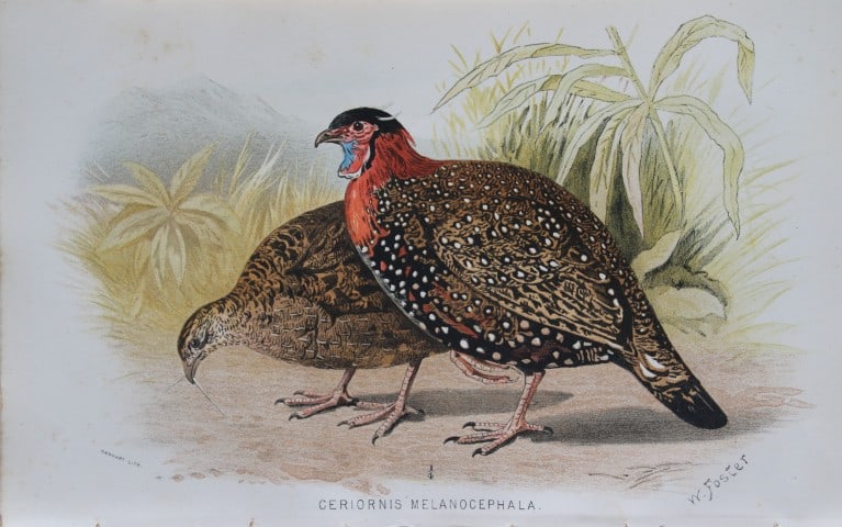 W Foster - Western Tragopan from Game Birds of India, Burmah and Ceylon 1879: This chromolithograph is from The Game Birds of India, Burma & Ceylon by Allan Octavian Hume and Charles Henry Tilson Marshall. Published Calcutta 1879. This work provides a fine collection of chromol