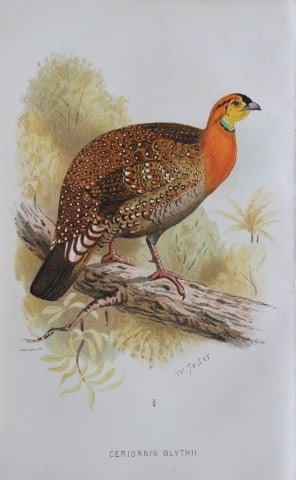 W Foster - Grey-bellied Tragopan from Game Birds of India, Burmah and Ceylon 1879: This chromolithograph is from The Game Birds of India, Burma & Ceylon by Allan Octavian Hume and Charles Henry Tilson Marshall. Published Calcutta 1879. This work provides a fine collection of chromol