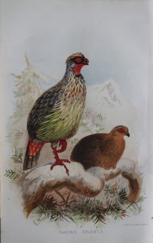 E Neale - Blood Pheasant from Game Birds of India, Burmah and Ceylon 1879: This chromolithograph is from The Game Birds of India, Burma & Ceylon by Allan Octavian Hume and Charles Henry Tilson Marshall. Published Calcutta 1879. This work provides a fine collection of chromol