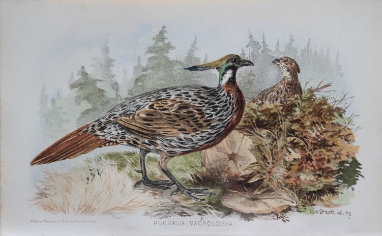 AW Strutt - Koklass from Game Birds of India, Burmah and Ceylon 1879: This chromolithograph is from The Game Birds of India, Burma & Ceylon by Allan Octavian Hume and Charles Henry Tilson Marshall. Published Calcutta 1879. This work provides a fine collection of chromol