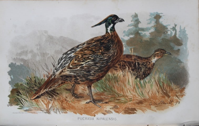 AW Strutt - Nepal Koklass from Game Birds of India, Burmah and Ceylon 1879: This chromolithograph is from The Game Birds of India, Burma & Ceylon by Allan Octavian Hume and Charles Henry Tilson Marshall. Published Calcutta 1879. This work provides a fine collection of chromol