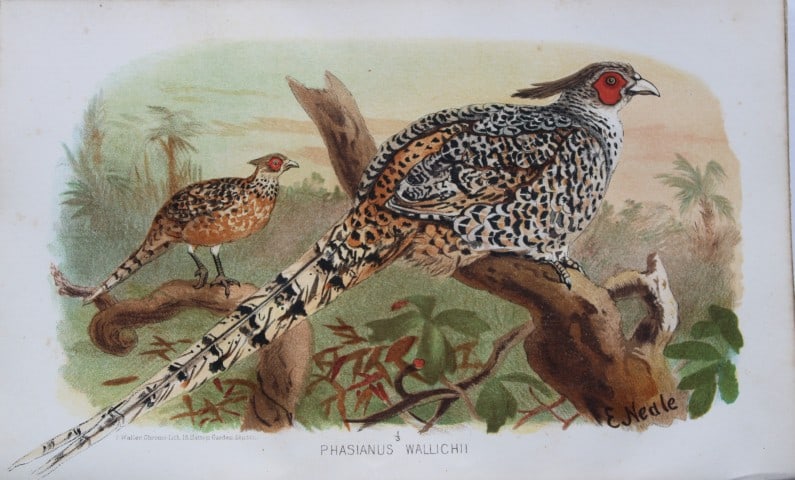 E Neale - Cheer from Game Birds of India, Burmah and Ceylon 1879: This chromolithograph is from The Game Birds of India, Burma & Ceylon by Allan Octavian Hume and Charles Henry Tilson Marshall. Published Calcutta 1879. This work provides a fine collection of chromol