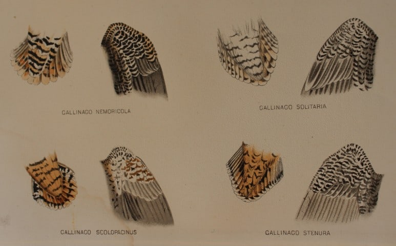 Tail and Wing feathers from Indian Game Birds 1879: This chromolithograph is from The Game Birds of India, Burma & Ceylon by Allan Octavian Hume and Charles Henry Tilson Marshall. Published Calcutta 1879. This work provides a fine collection of chromol