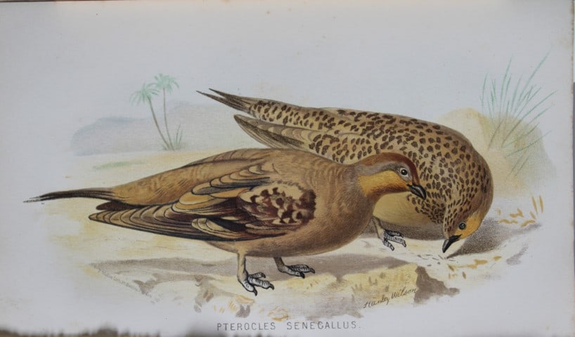 S Wilson - Spotted Sand Grouse from Game Birds of India, Burmah and Ceylon 1879: This chromolithograph is from The Game Birds of India, Burma & Ceylon by Allan Octavian Hume and Charles Henry Tilson Marshall. Published Calcutta 1879. This work provides a fine collection of chromol