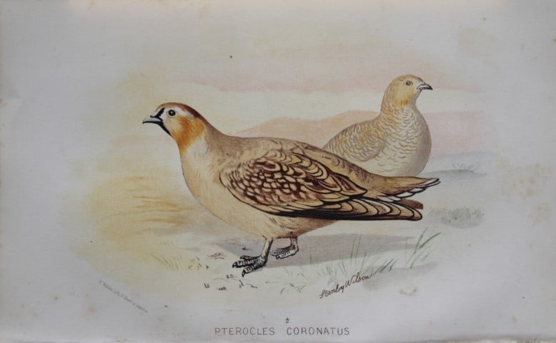 S Wilson - Coronetted Sand Grouse from Game Birds of India, Burmah and Ceylon 1879: This chromolithograph is from The Game Birds of India, Burma & Ceylon by Allan Octavian Hume and Charles Henry Tilson Marshall. Published Calcutta 1879. This work provides a fine collection of chromol