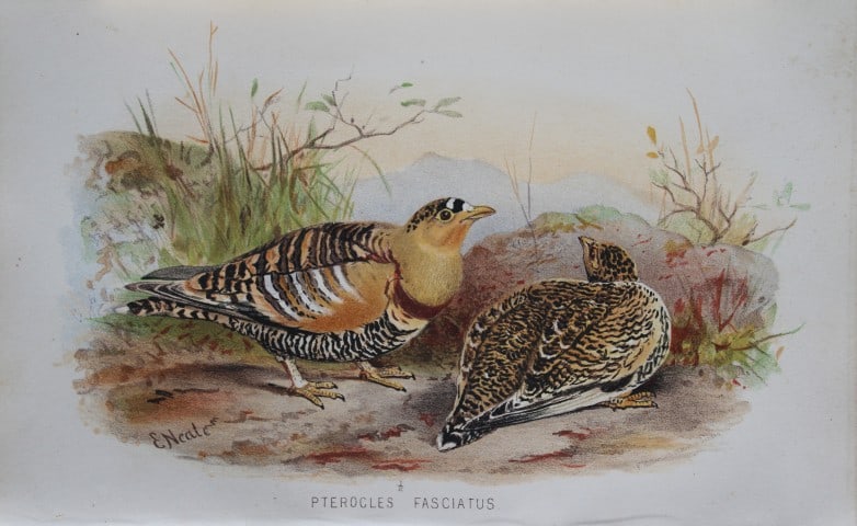 E Neale - Painted Sand Grouse from Game Birds of India, Burmah and Ceylon 1879: This chromolithograph is from The Game Birds of India, Burma & Ceylon by Allan Octavian Hume and Charles Henry Tilson Marshall. Published Calcutta 1879. This work provides a fine collection of chromol
