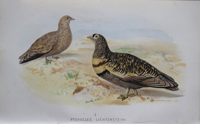 S Wilson - Close-barred Sand Grouse from Game Birds of India, Burmah and Ceylon 1879: This chromolithograph is from The Game Birds of India, Burma & Ceylon by Allan Octavian Hume and Charles Henry Tilson Marshall. Published Calcutta 1879. This work provides a fine collection of chromol