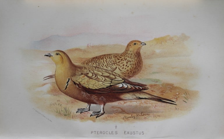 S Wilson - Common Sand Grouse from Game Birds of India, Burmah and Ceylon 1879: This chromolithograph is from The Game Birds of India, Burma & Ceylon by Allan Octavian Hume and Charles Henry Tilson Marshall. Published Calcutta 1879. This work provides a fine collection of chromol