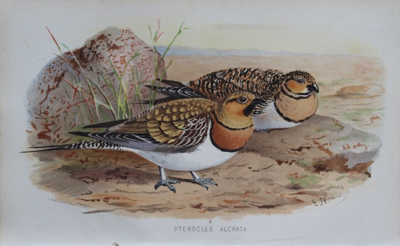 E Neale - Pintailed Sand Grouse from Game Birds of India, Burmah and Ceylon 1879: This chromolithograph is from The Game Birds of India, Burma & Ceylon by Allan Octavian Hume and Charles Henry Tilson Marshall. Published Calcutta 1879. This work provides a fine collection of chromol