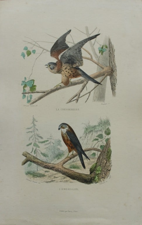 Edouard Travies - Merlin and Kestrel from Complete Works of Buffon 1839: This original hand-coloured steel engraving is from The Complete Works of Buffon, with extracts from Daubenton, and the classification of Cuvier. Published by Furne et Cie, Paris 1839. The hand-colour
