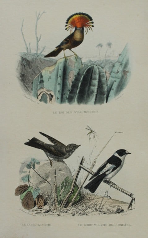 Edouard Travies - Flycatchers from Complete Works of Buffon 1839: This original hand-coloured steel engraving is from The Complete Works of Buffon, with extracts from Daubenton, and the classification of Cuvier. Published by Furne et Cie, Paris 1839. The hand-colour