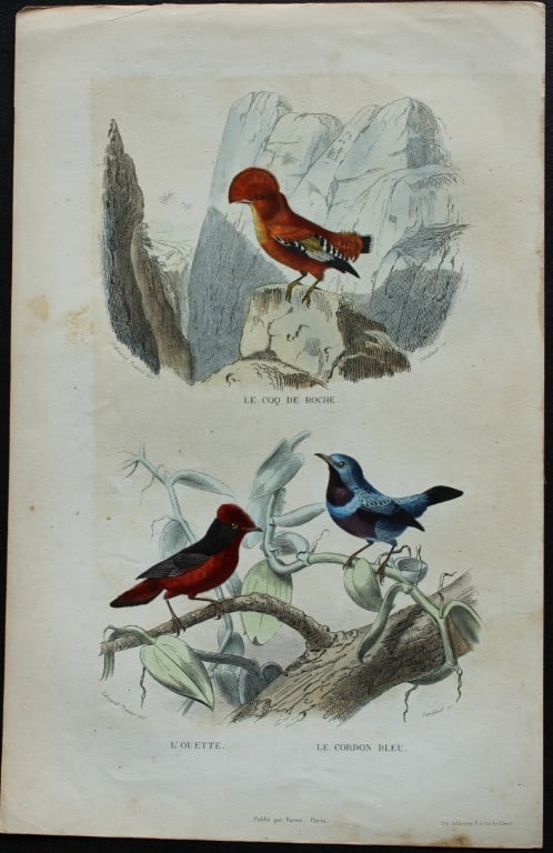 Edouard Travies - Cock of the Rock and Bluebird from Complete Works of Buffon 1839: This original hand-coloured steel engraving is from The Complete Works of Buffon, with extracts from Daubenton, and the classification of Cuvier. Published by Furne et Cie, Paris 1839. The hand-colour